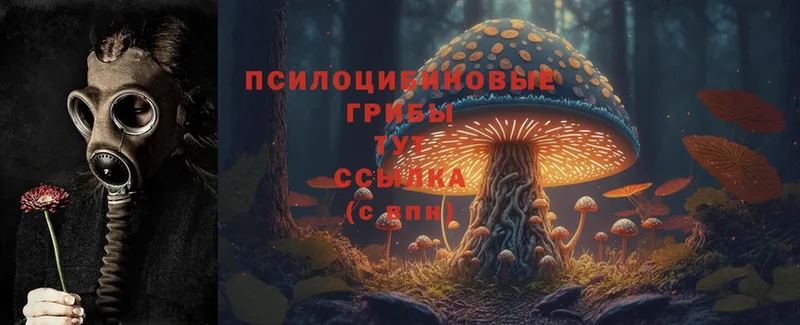 Псилоцибиновые грибы Psilocybe  mega как зайти  Бикин  купить наркотики цена 